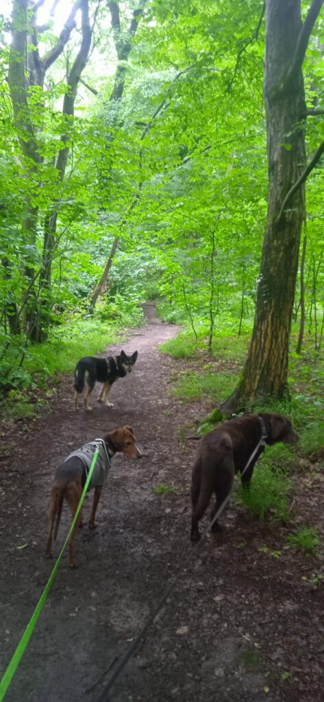 Mia, Lucie und Gasthündin, Autorin Annette Möhle