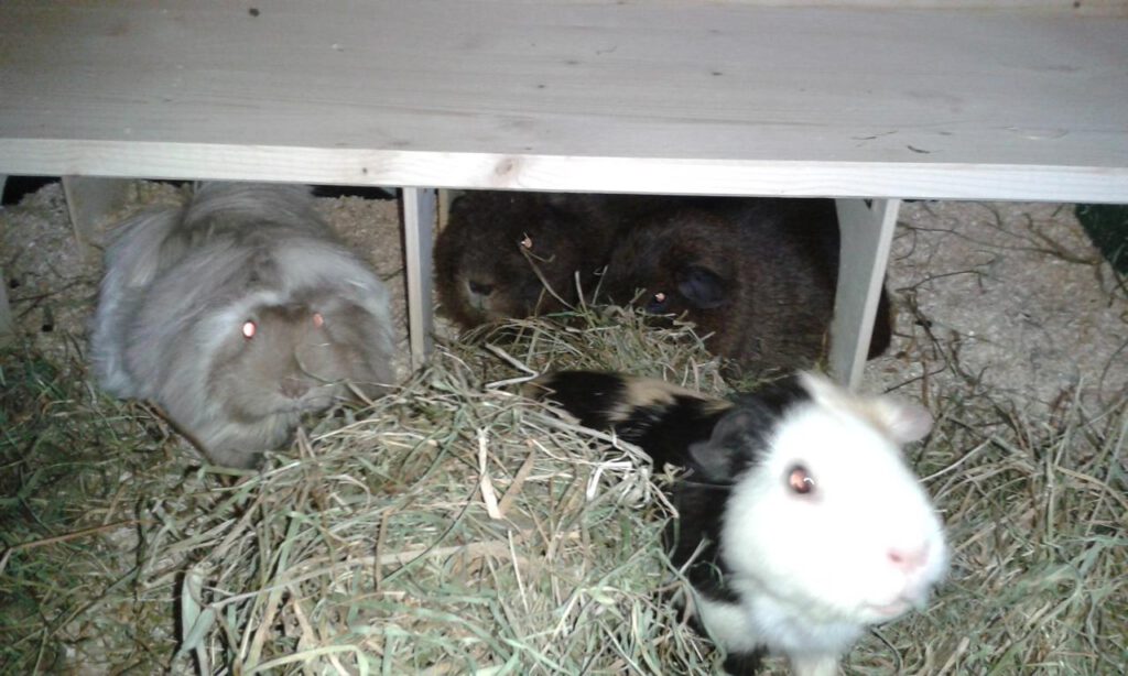 Meerschweinchen Fee, Locke, Brownie und Lilo, 
Autorin Annette Möhle