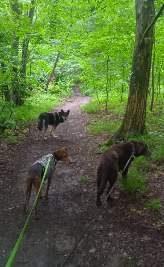 Mit Jule und meinen beiden beim Waldspaziergang, Autorin Annette Möhle