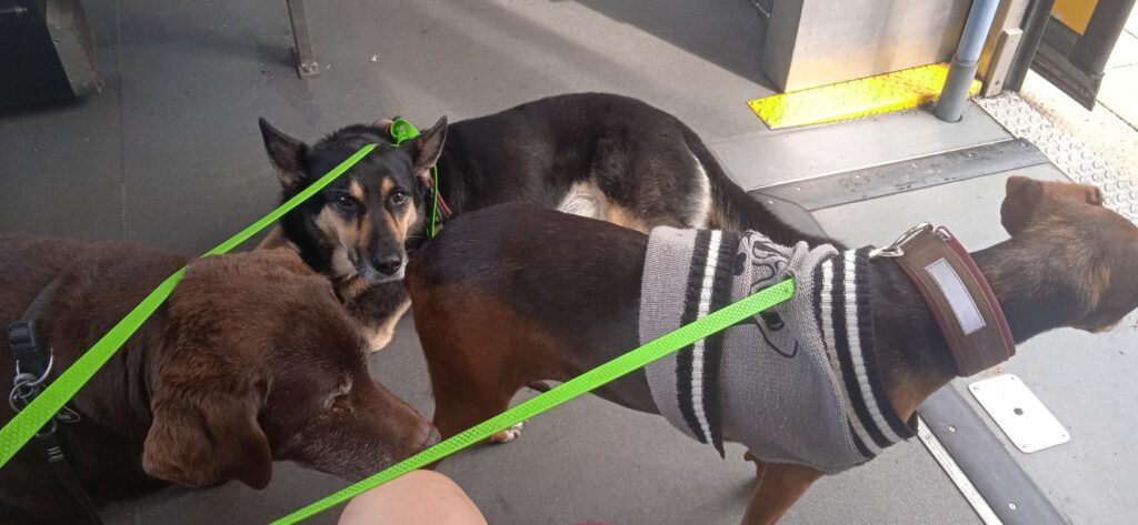 Mit Jule und meinen beiden in der Tram, Autorin Annette Möhle